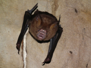 bat removal Mississauga